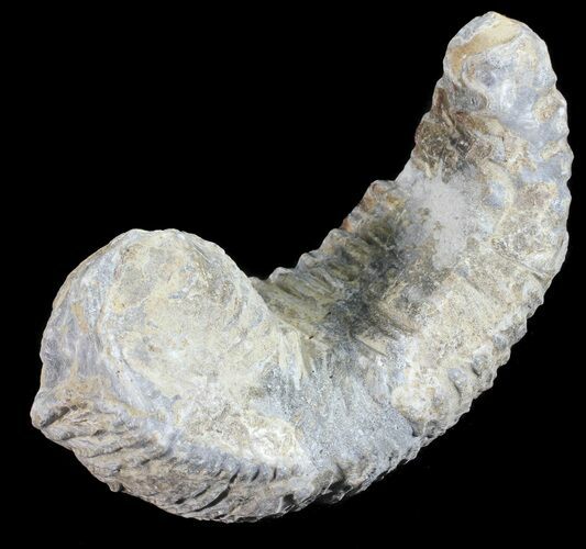 Cretaceous Fossil Oyster (Rastellum) - Madagascar #54426